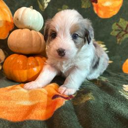 Hickory - Blue merle male Aussiedoodle puppy in York, Pennsylvania from Puppies at The Happy Acre Farm
