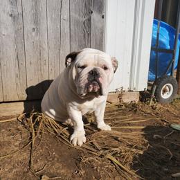 Tilly - Bulldog