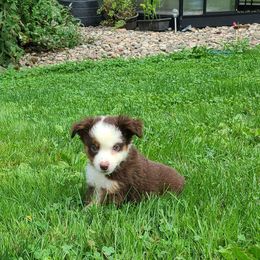 Roger 1 - Red tri Miniature Australian Shepherd puppy in Bethany, Connecticut from Tini Thyme Mini Aussies