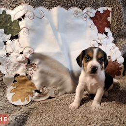 Girl E - Black tan and white female Beagle puppy in Laton, California from McMillan Family Kennels