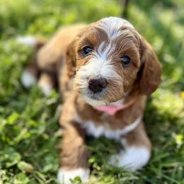 Penny - Apricot female Goldendoodle puppy in O'fallon, Missouri from Rockin R Doodles