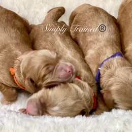 - Australian Labradoodle puppy in Lithia, Florida from Simply Trained