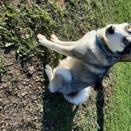 Saber - Siberian Husky