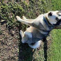 Saber - Siberian Husky