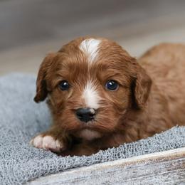 Meatball - Apricot male Cavapoo puppy in Casa, Arkansas from Blue Diamond Puppies