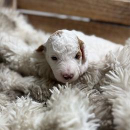 Durango - Parti male Poodle puppy in Ault, Colorado from The Peaks Premium Poodles