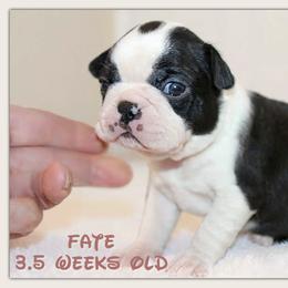 Fate - Black and white male Boston Terrier puppy in North Central, Vermont from Windy Valley’s Bostons
