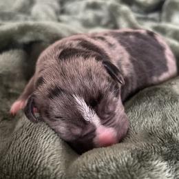 Lyra - Blue female American Pit Bull Terrier puppy in Frederick, Maryland from •Wyngate Pits•