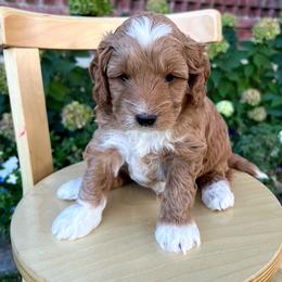 Nutmeg - Red  male Goldendoodle puppy in Mapleton, Utah from Skyridge Doodles