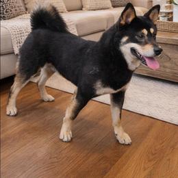 MR Desmond - Shiba Inu