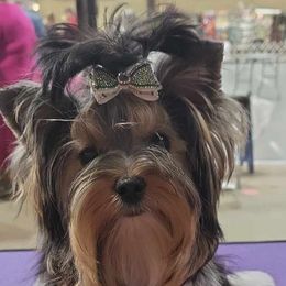 Adora - Biewer Terrier