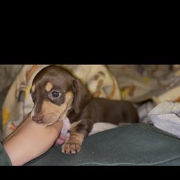 Chocolate And Cream Female 2 - Chocolate and cream female Dachshund puppy in Blackstone, Virginia from Cheyenne's Dachshunds