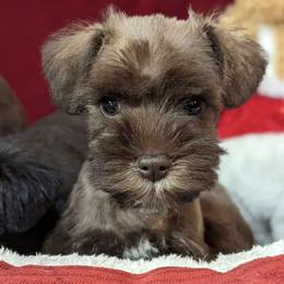 Miniature Schnauzers from Hampton's Miniature Schnauzers