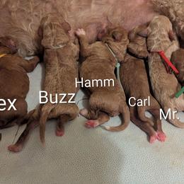 Buzz - Lt Blue Collar - Apricot male Goldendoodle puppy in Citrus Heights, California from Grandpaw's Golden Doodles