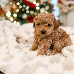 Skibidi - Apricot male Poodle puppy in Chapel Hill, North Carolina from Cyndi’s Poodles