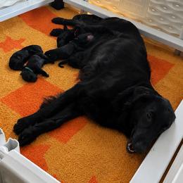 Lincoln - Black male Flat-Coated Retriever puppy in Park Rapids, Minnesota from Catori