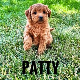 Peppermint Patty - Red  female Goldendoodle puppy in Bountiful, Utah from Red Brick Doodles