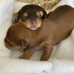 French Bulldog and Yorkshire Terrier Puppies from Casa De Silva LLC