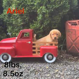 Ariel - Yellow female Labrador Retriever puppy in Tigard, Oregon from Morrison Labrador Retreivers