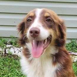 Miniature Australian Shepherds from Deborah Weenick