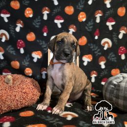 Caramel - Brindle male Great Dane puppy in Spiro, Oklahoma from Big Birch Danes