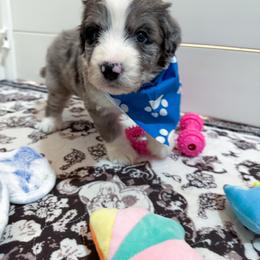 Frost - male Australian Mountain Doodle puppy in Claremont, North Carolina from Magnolia Grove Farms