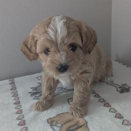 Vanilla - Cream female Maltipoo puppy in Fife, Washington from Joyful Pups