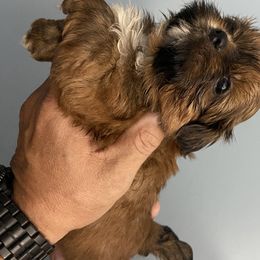 Shih Tzu Puppies from Shihtzu Lovins