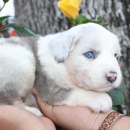 Dilute BMM2 - Prissy x Sloan - Blue merle male Miniature Australian Shepherd puppy in Goliad, Texas from Sassy Lil Aussies and Diamond W Poodles
