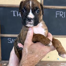 Duke - Brindle male Boxer puppy in Rochester, Washington from Holly's Boxers of Rochester