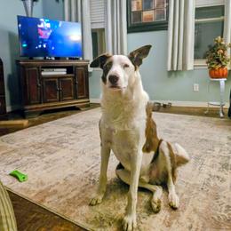 American Corgi and Border Collie Puppies from Duncan's Border Collies and Corgis