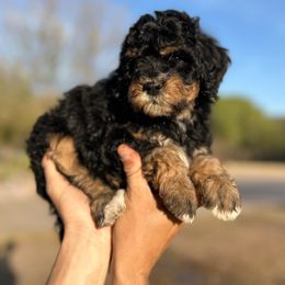 Clover - Tri-color Bernedoodle puppy in Thatcher, Arizona from Brush Fire Doodles