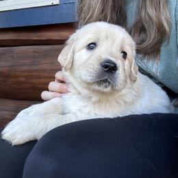 Golden Retriever Puppies from Trillium Spring's Goldens