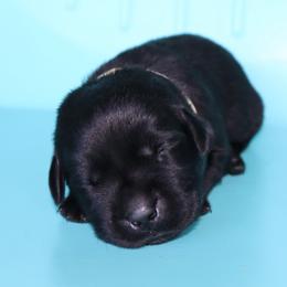 Oreo - Black male Labrador Retriever puppy in Camden, Indiana from Camden's Caring Canines