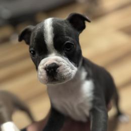 Payton - Blue female Boston Terrier puppy in Wildwood, Missouri from Belleville Bostons