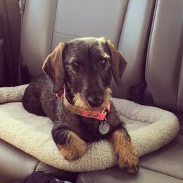 Dachshund All Grown Up from South Texas Teckels