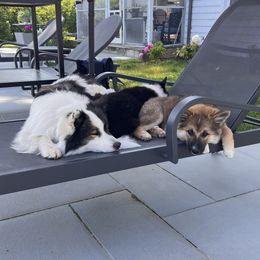Icelandic Sheepdog Puppies from Windswept Icelandic Sheepdogs
