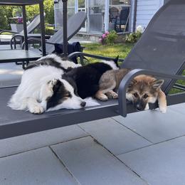 Icelandic Sheepdog Puppies from Windswept Icelandic Sheepdogs