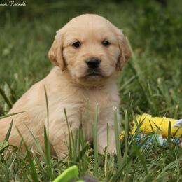 Violets Green Boy - Golden male Golden Retriever puppy in Idaho Falls, Idaho from Once Upon A Dream Kennels