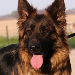 Unka - German Shepherd