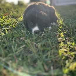 Caucasian Shepherd Dog, Labradoodle, and Saint Bernard Puppies from Blue Line Kennels