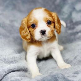 Cavalier King Charles Spaniel and Cavapoo Puppies from Red Skye Cavaliers and Cavapoos