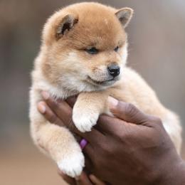 Shiba Inu Puppies from Evenfalls Shiba Inu