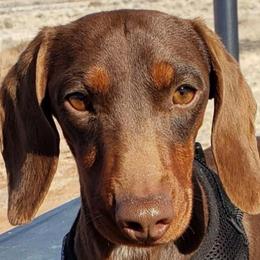 Henry - Dachshund