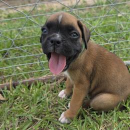 Sweetie - Fawn female Boxer puppy in Prairieville, Louisiana from Puppy Patch