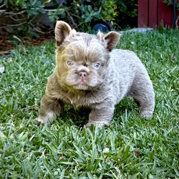 Kiara - Tricolors female French Bulldog puppy in San Diego, California from Hlop Frenchies LLC