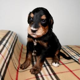 Winnie - Phantom female Bernedoodle puppy in Bowling Green, Ohio from Windy Creek Doodles