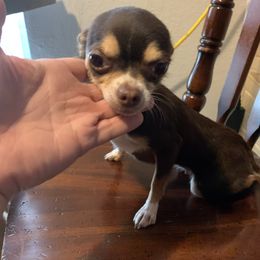 Karina - Chihuahua