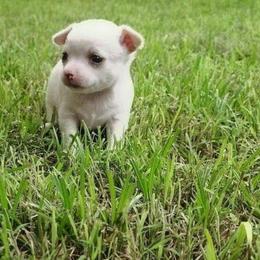 Pippin - Silver and white male Chihuahua puppy in Weatherford, Texas from Small and Mighty Chihuahuas