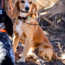 Brew - English Cocker Spaniel
